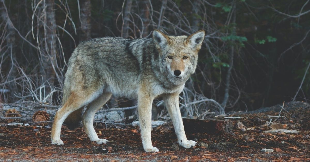 Coyote standing in the woods.