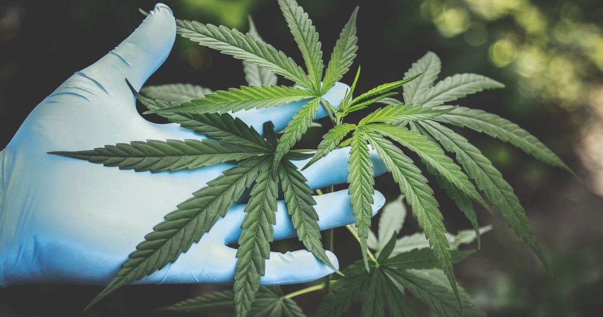 Hand in latex gloves holding cannabis leaves
