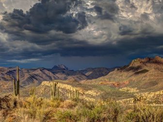 Arizona cacti