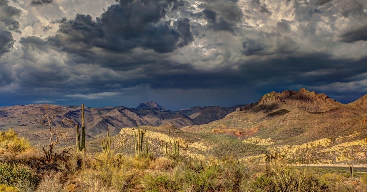 Arizona cacti