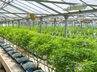 Green house growing marijuana