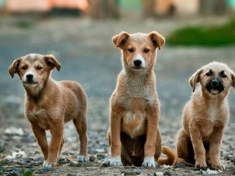 Three puppies sitting in a gravel walkway