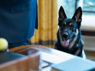 Biden family dog Major sees a tennis ball next to President Joe Biden on the Resolute Desk Thursday, March 4, 2021, in the Oval Office of the White House. (Official White House Photo by Adam Schultz)