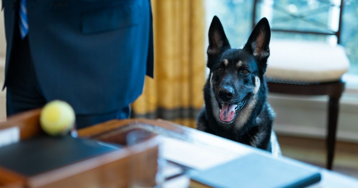 Biden family dog Major sees a tennis ball next to President Joe Biden on the Resolute Desk Thursday, March 4, 2021, in the Oval Office of the White House. (Official White House Photo by Adam Schultz)