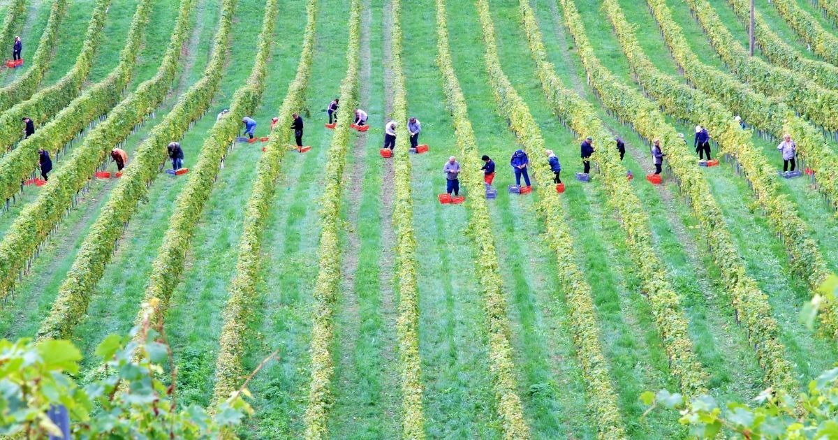 Workers in a vineyard