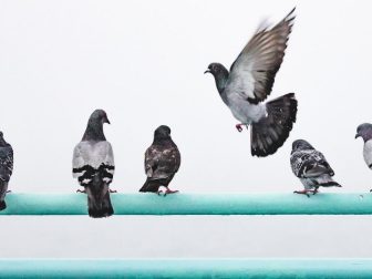 Pigeons perched on a handrail