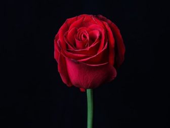 Red rose against a black background