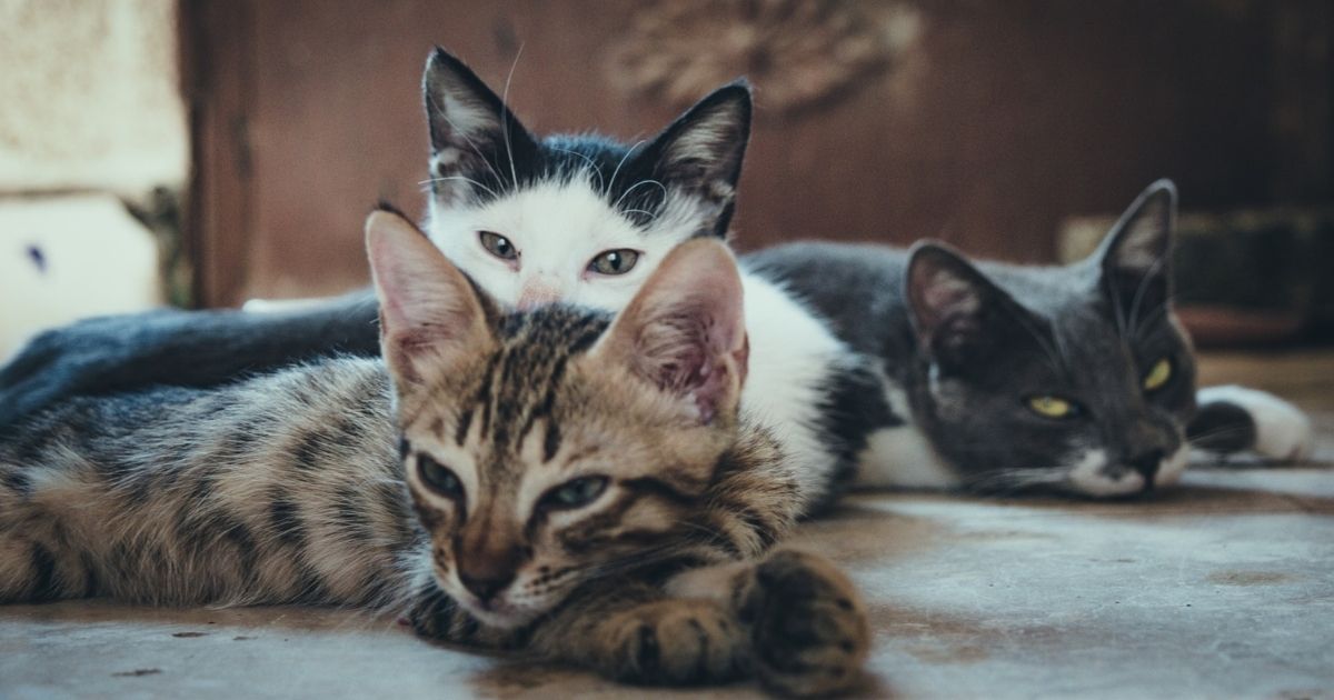 Three short-fur assorted-color cats