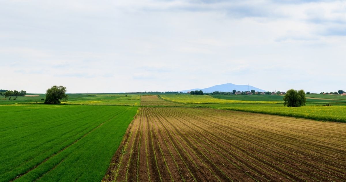 Panoramic view of farmland