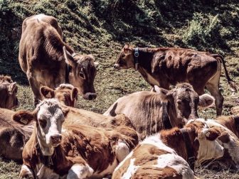 Herd of Brown Cows on Grass Field