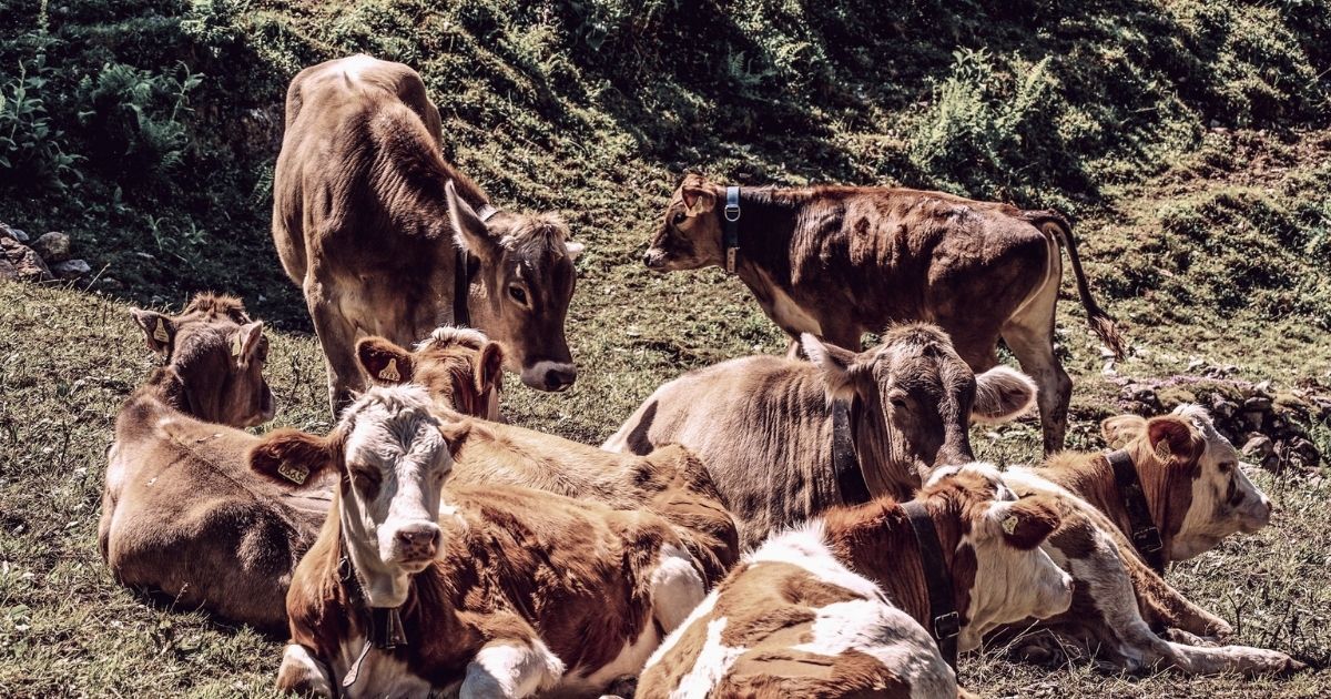 Herd of Brown Cows on Grass Field