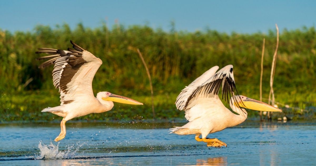 Two pelicans flying across the water