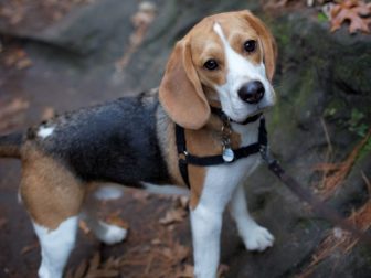 Soulful beagle puppy