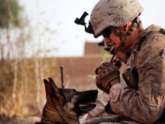 Lance Cpl. Joseph Nunez from Burbank, Calif., interacts with Viky, a U.S. Marine Corps improvised explosive device detection dog, after searching a compound while conducting counter-insurgency operations in Helmand province, Afghanistan, July 17, 2013.