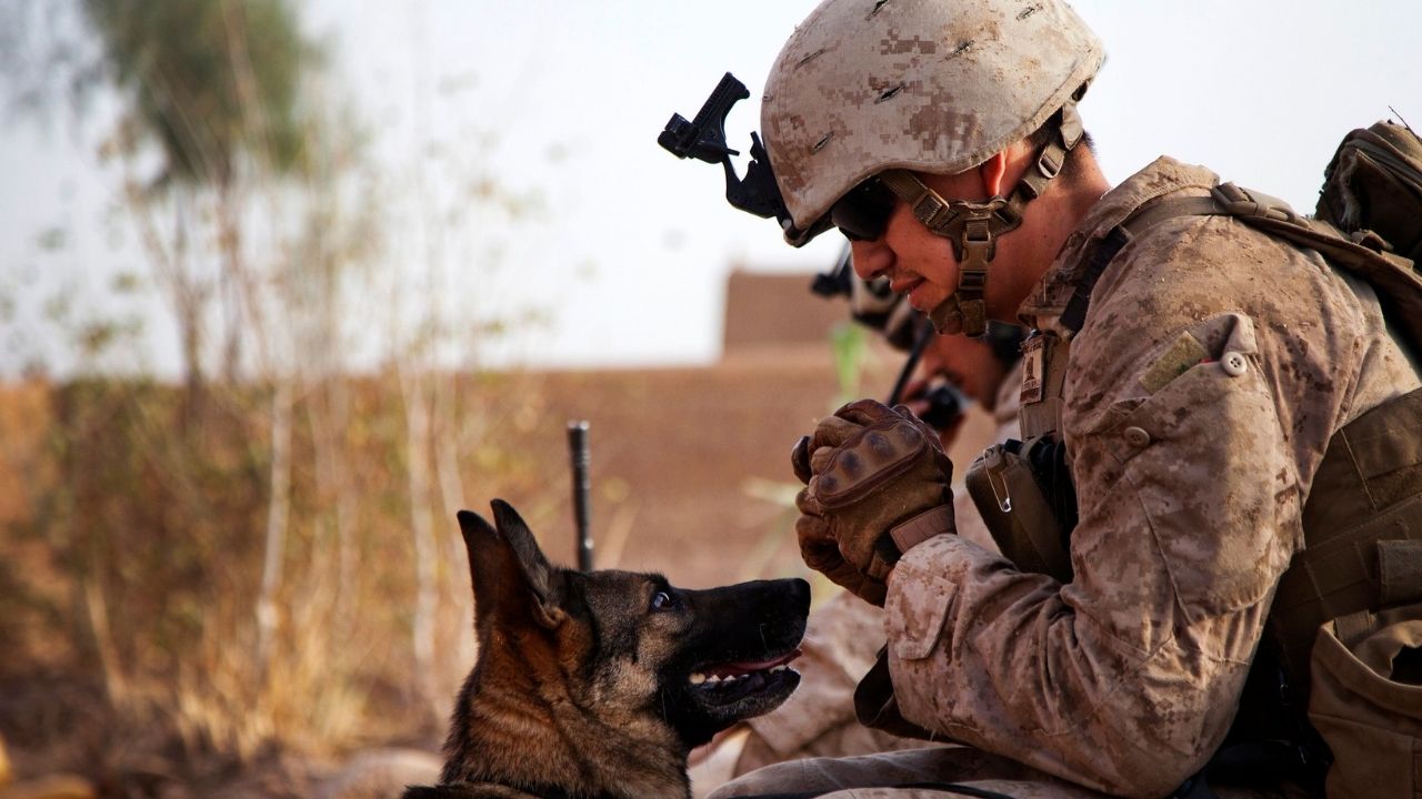 Lance Cpl. Joseph Nunez from Burbank, Calif., interacts with Viky, a U.S. Marine Corps improvised explosive device detection dog, after searching a compound while conducting counter-insurgency operations in Helmand province, Afghanistan, July 17, 2013.