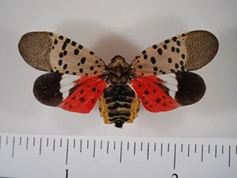 Pinned spotted lanternfly adult with wings open. Note the bright red coloration now visible on the hindwings. This cannot be seen when the insect is at rest.