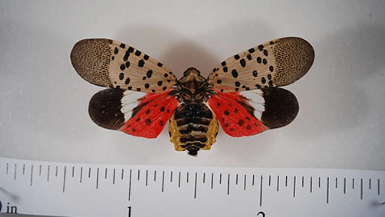 Pinned spotted lanternfly adult with wings open. Note the bright red coloration now visible on the hindwings. This cannot be seen when the insect is at rest.