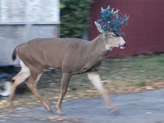 Members of the Oregon Department of Fish and Wildlife rescued this deer, which had its antlers tangled in Christmas lights.