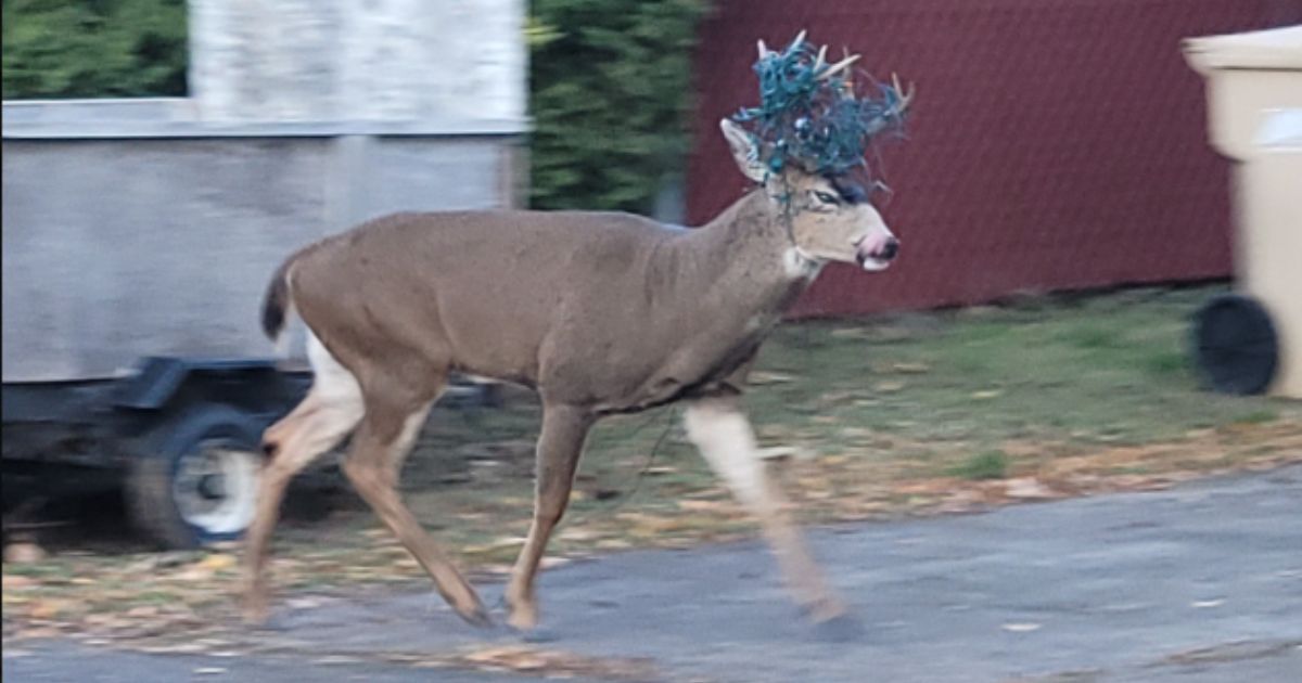 Members of the Oregon Department of Fish and Wildlife rescued this deer, which had its antlers tangled in Christmas lights.