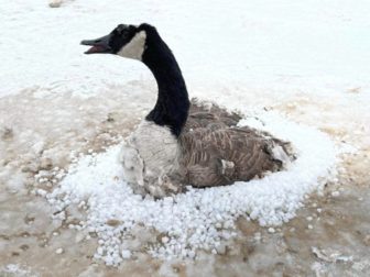 A Canada goose trapped in frozen sand in Indiana was rescued by firefighters after good Samaritans were unable to free the trapped bird.