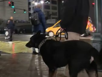 A security guard with a K-9 assistant patrols in New York City.