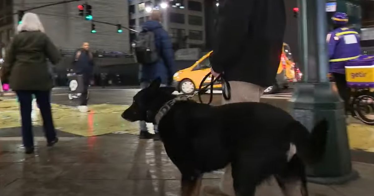 A security guard with a K-9 assistant patrols in New York City.