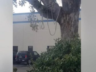 Pictured is the tree and a rope with a "noose" tied in it that caused a scare at a medical office in Gilroy, California.