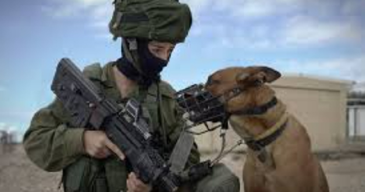 An Israeli Defense Forces soldier with a military dog.