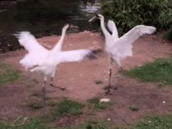 Whooping cranes at the San Antonio Zoo were observed dancing after the eclipse totality on Monday.